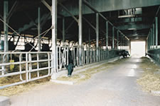 フリーストール牛舎