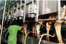 ミルキングパーラー